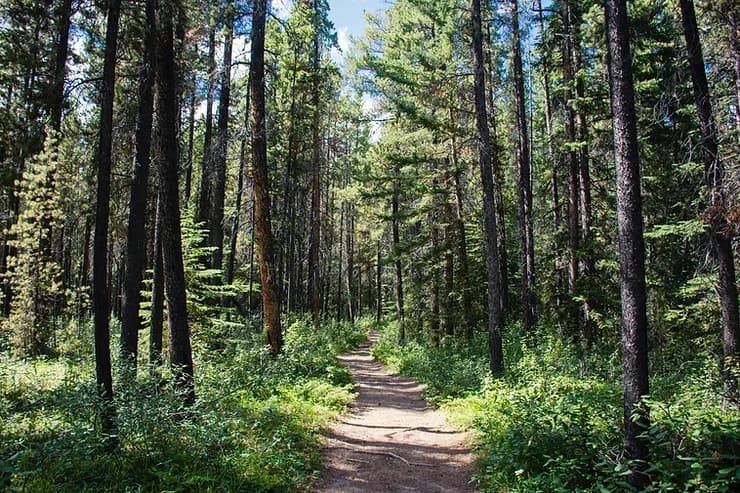 Un chemin dans la forêt